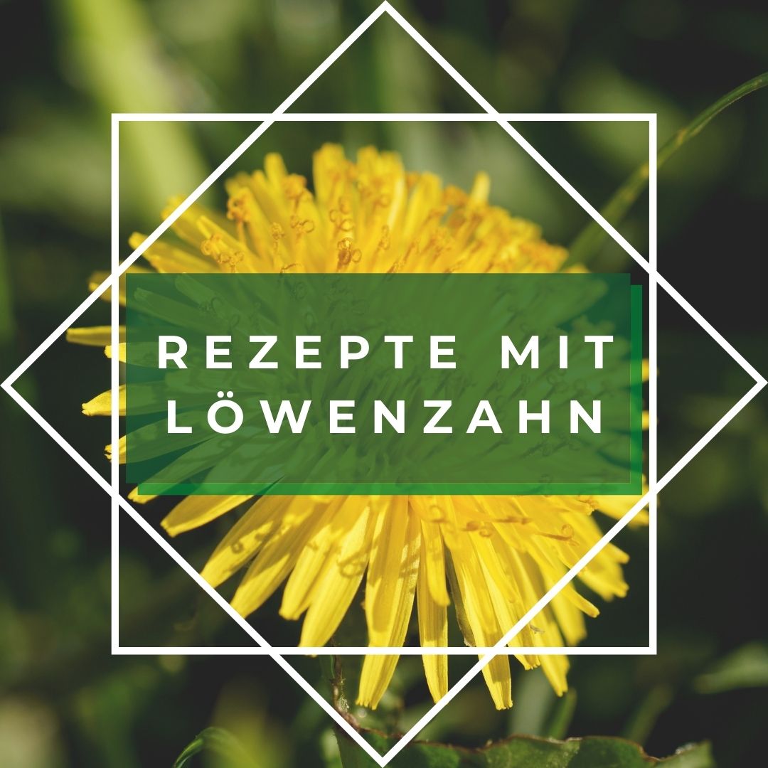 Rezepte mit Löwenzahn